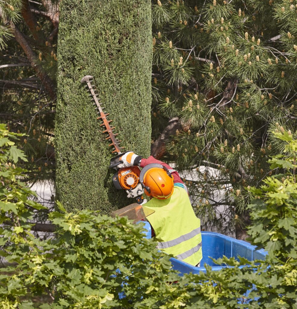 Jardinier taillant un cyprès en hauteur.